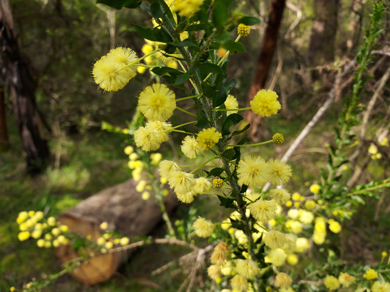 A wattle tree.